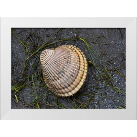 Alaska-Ketchikan-cockle shell on beach White Modern Wood Framed Art Print by PLank, Savanah