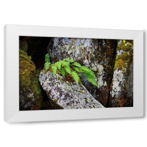 Alaska-Sitka-ferns growing on boulders White Modern Wood Framed Art Print by PLank, Savanah