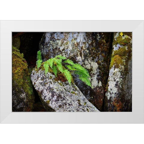 Alaska-Sitka-ferns growing on boulders White Modern Wood Framed Art Print by PLank, Savanah
