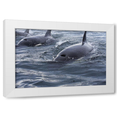 Alaska-Sitka-Sitka Sound killer whales playing in water White Modern Wood Framed Art Print by PLank, Savanah