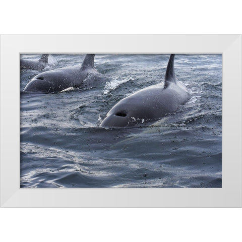 Alaska-Sitka-Sitka Sound killer whales playing in water White Modern Wood Framed Art Print by PLank, Savanah