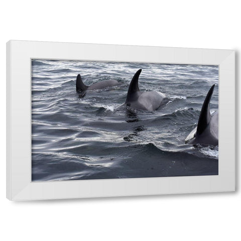 Alaska-Sitka-Sitka Sound killer whales playing in water White Modern Wood Framed Art Print by PLank, Savanah