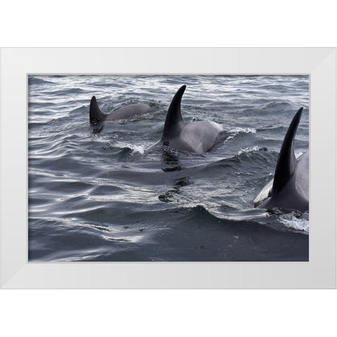 Alaska-Sitka-Sitka Sound killer whales playing in water White Modern Wood Framed Art Print by PLank, Savanah