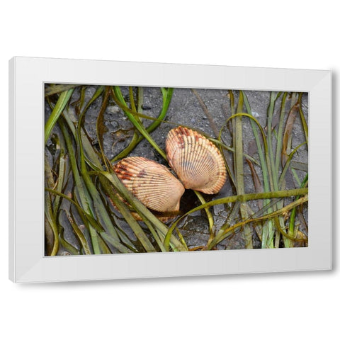 Alaska-Ketchikan-cockle shell on beach White Modern Wood Framed Art Print by PLank, Savanah