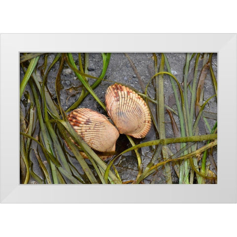 Alaska-Ketchikan-cockle shell on beach White Modern Wood Framed Art Print by PLank, Savanah