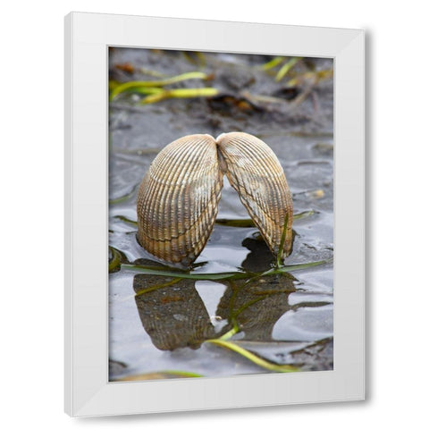 Alaska-Ketchikan-cockle shell on beach White Modern Wood Framed Art Print by PLank, Savanah