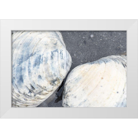 Alaska-Ketchikan-clam shells on beach White Modern Wood Framed Art Print by PLank, Savanah