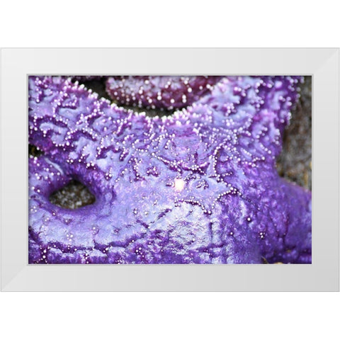 Alaska-Ketchikan-Sea star (Pisaster orchraceus) White Modern Wood Framed Art Print by PLank, Savanah