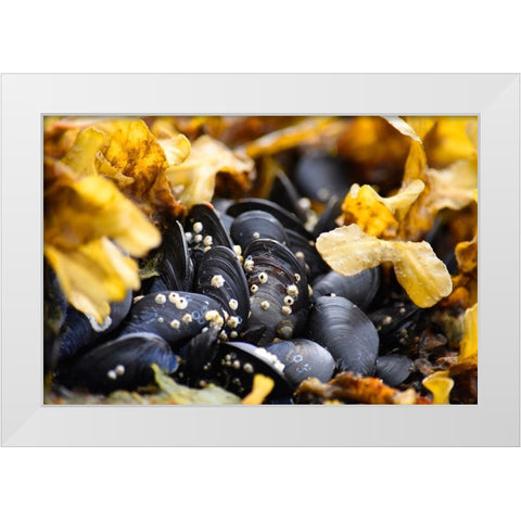 Alaska-Ketchikan-mussels on beach with barnacles White Modern Wood Framed Art Print by PLank, Savanah