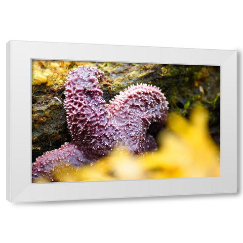 Alaska-Ketchikan-Sea star (Pisaster orchraceus) White Modern Wood Framed Art Print by PLank, Savanah