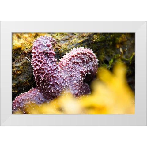 Alaska-Ketchikan-Sea star (Pisaster orchraceus) White Modern Wood Framed Art Print by PLank, Savanah