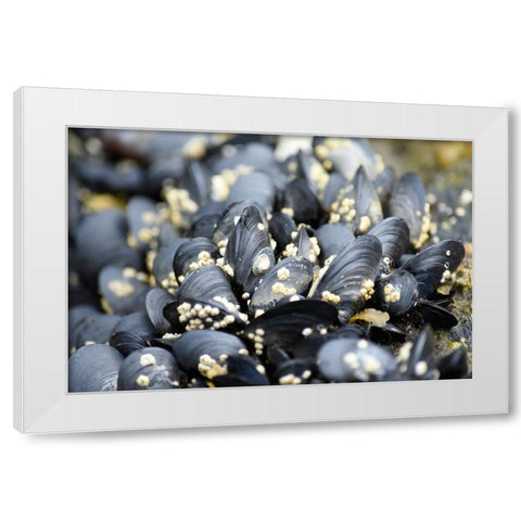 Alaska-Ketchikan-mussels on beach with barnacles White Modern Wood Framed Art Print by PLank, Savanah