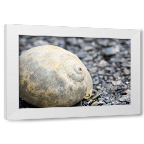 Alaska-Ketchikan-moon snail shell on beach White Modern Wood Framed Art Print by PLank, Savanah