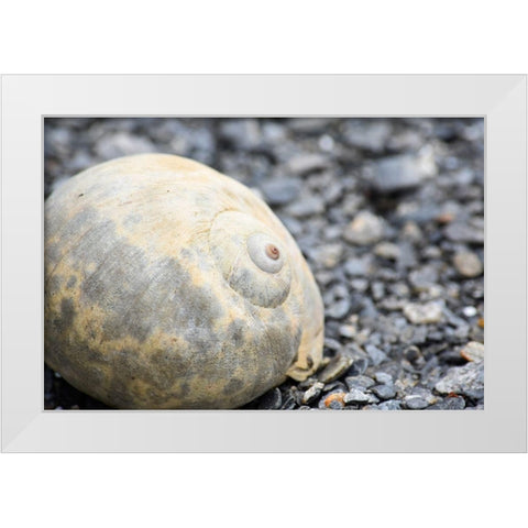 Alaska-Ketchikan-moon snail shell on beach White Modern Wood Framed Art Print by PLank, Savanah