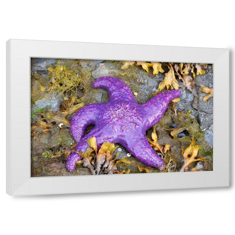 Alaska-Ketchikan-Sea star (Pisaster orchraceus) White Modern Wood Framed Art Print by PLank, Savanah