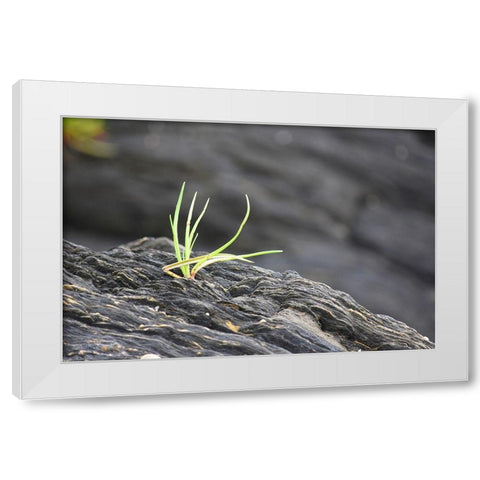 Alaska-Ketchikan-goose tongue (Plantago maritima) growing in shale rock White Modern Wood Framed Art Print by PLank, Savanah