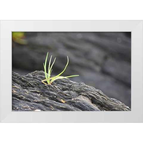 Alaska-Ketchikan-goose tongue (Plantago maritima) growing in shale rock White Modern Wood Framed Art Print by PLank, Savanah