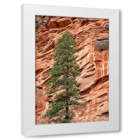 Arizona-Oak Creek Canyon-Coconino National Forest-Evergreen tree and canyon wall White Modern Wood Framed Art Print by Collins, Ann