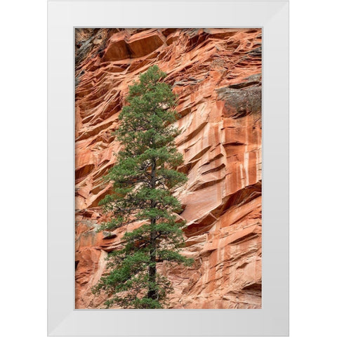 Arizona-Oak Creek Canyon-Coconino National Forest-Evergreen tree and canyon wall White Modern Wood Framed Art Print by Collins, Ann