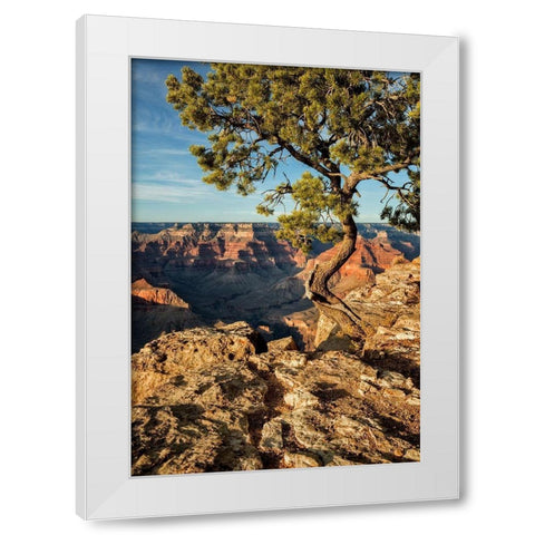 Arizona-Grand Canyon National Park-Pinyon Pine grows cliffside at Hopi Point White Modern Wood Framed Art Print by Collins, Ann