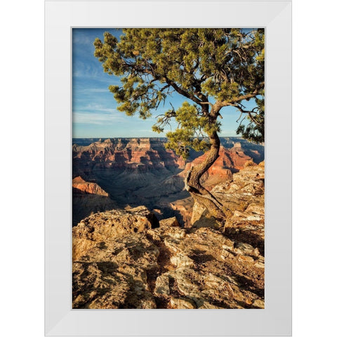 Arizona-Grand Canyon National Park-Pinyon Pine grows cliffside at Hopi Point White Modern Wood Framed Art Print by Collins, Ann