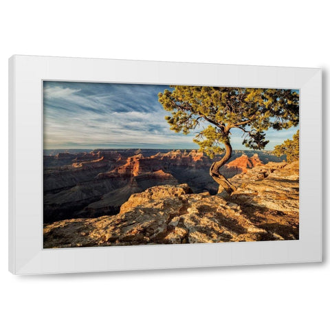 Arizona-Grand Canyon National Park-Pinyon Pine grows cliffside at Hopi Point White Modern Wood Framed Art Print by Collins, Ann