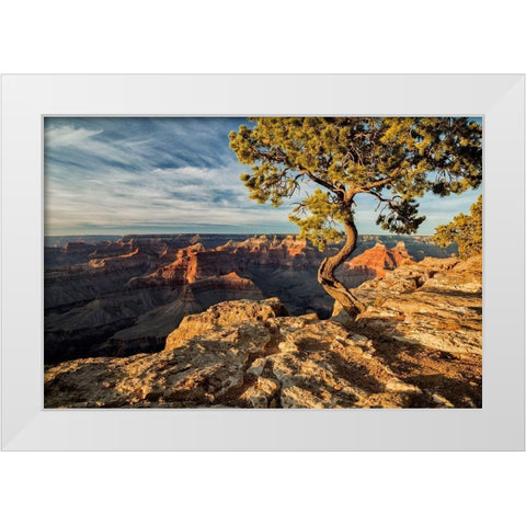 Arizona-Grand Canyon National Park-Pinyon Pine grows cliffside at Hopi Point White Modern Wood Framed Art Print by Collins, Ann