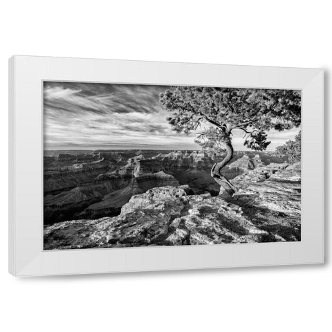 Arizona-Grand Canyon National Park-Pinyon Pine grows cliffside at Hopi Point White Modern Wood Framed Art Print by Collins, Ann
