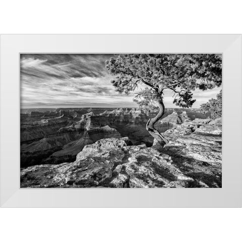 Arizona-Grand Canyon National Park-Pinyon Pine grows cliffside at Hopi Point White Modern Wood Framed Art Print by Collins, Ann