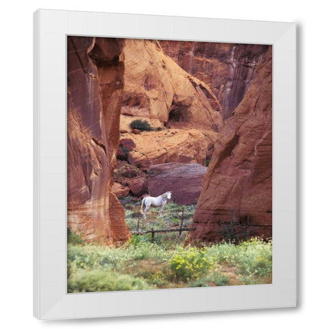 AZ, White Mts, Canyon de Chelly, White horse White Modern Wood Framed Art Print by Rotenberg, Nancy
