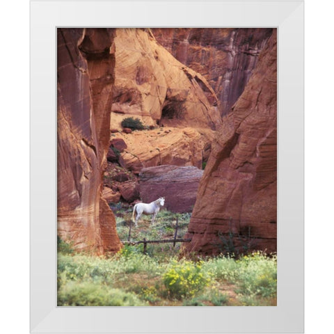 AZ, White Mts, Canyon de Chelly, White horse White Modern Wood Framed Art Print by Rotenberg, Nancy