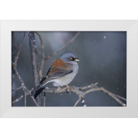 AZ, Madera Canyon Yellow-eyed junco in snowstorm White Modern Wood Framed Art Print by Welling, Dave