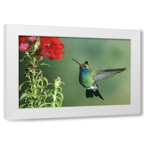 AZ, Broad-billed hummingbird hovering by flower White Modern Wood Framed Art Print by Welling, Dave