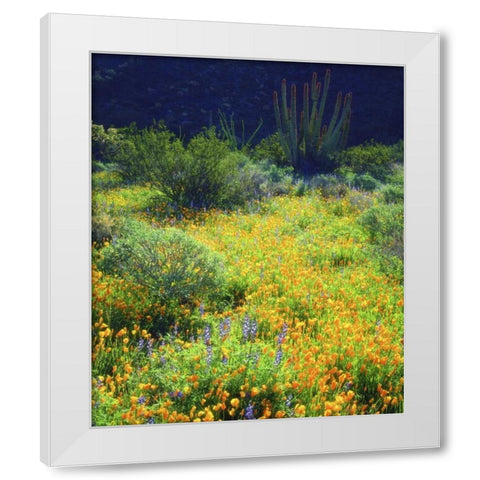 AZ, Organ Pipe Cactus NM Flowers and cacti White Modern Wood Framed Art Print by Talbot Frank, Christopher