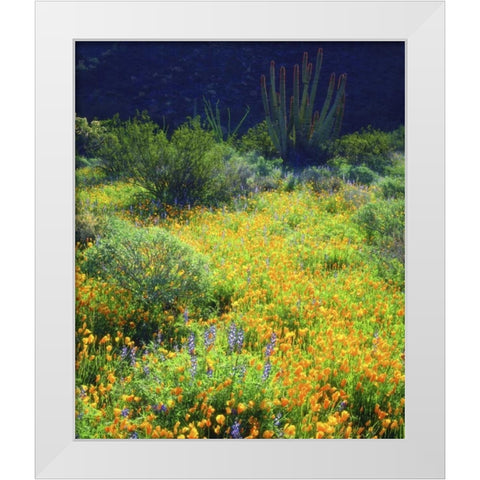 AZ, Organ Pipe Cactus NM Flowers and cacti White Modern Wood Framed Art Print by Talbot Frank, Christopher