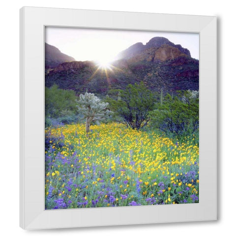 AZ, Organ Pipe Cactus NM Flowers and cacti White Modern Wood Framed Art Print by Talbot Frank, Christopher