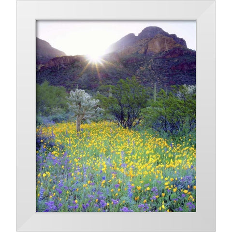 AZ, Organ Pipe Cactus NM Flowers and cacti White Modern Wood Framed Art Print by Talbot Frank, Christopher