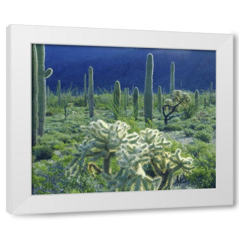 AZ, Organ Pipe Cactus NM Green desert in spring White Modern Wood Framed Art Print by Talbot Frank, Christopher