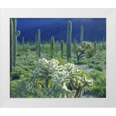 AZ, Organ Pipe Cactus NM Green desert in spring White Modern Wood Framed Art Print by Talbot Frank, Christopher