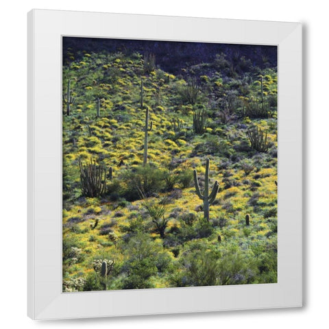 AZ, Organ Pipe Cactus NM Flowers and cacti White Modern Wood Framed Art Print by Talbot Frank, Christopher