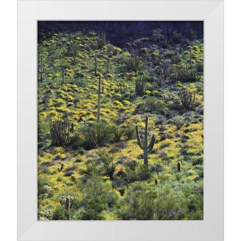 AZ, Organ Pipe Cactus NM Flowers and cacti White Modern Wood Framed Art Print by Talbot Frank, Christopher