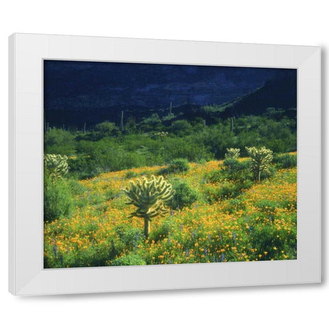 AZ, Organ Pipe Cactus NM Flowers and cacti White Modern Wood Framed Art Print by Talbot Frank, Christopher