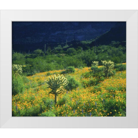 AZ, Organ Pipe Cactus NM Flowers and cacti White Modern Wood Framed Art Print by Talbot Frank, Christopher