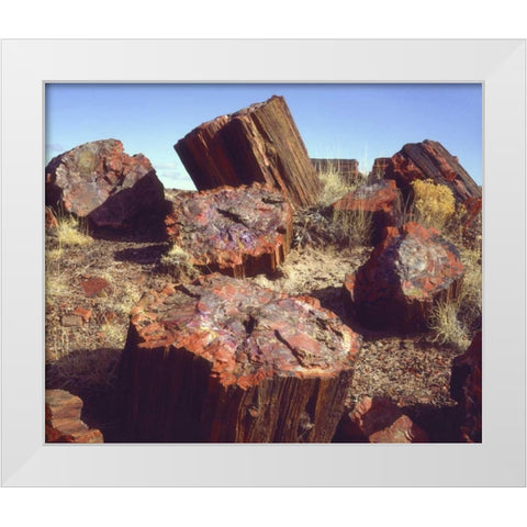 Arizona, Petrified Forest NP Petrified logs White Modern Wood Framed Art Print by Talbot Frank, Christopher