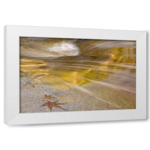 AZ, Tucson Maple leaves in the Romero Pools White Modern Wood Framed Art Print by Paulson, Don