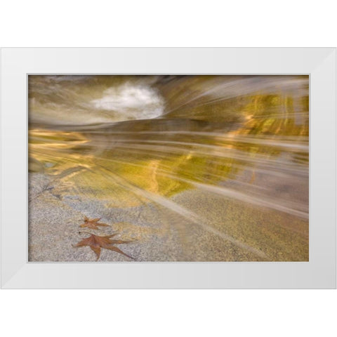 AZ, Tucson Maple leaves in the Romero Pools White Modern Wood Framed Art Print by Paulson, Don