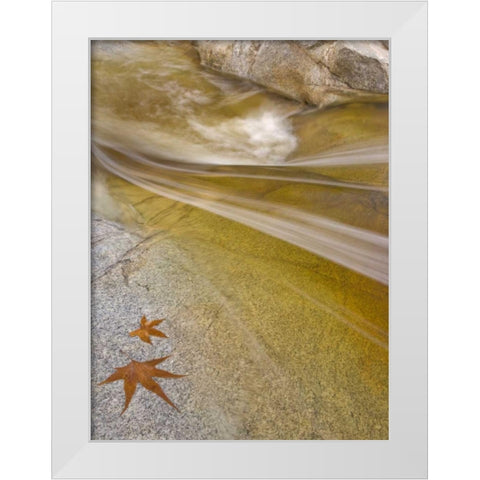 AZ, Tucson Maple leaves in the Romero Pools White Modern Wood Framed Art Print by Paulson, Don