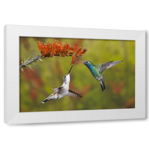 AZ, Sonoran Desert Hummingbird share an ocotillo White Modern Wood Framed Art Print by Grall, Don