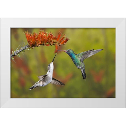 AZ, Sonoran Desert Hummingbird share an ocotillo White Modern Wood Framed Art Print by Grall, Don