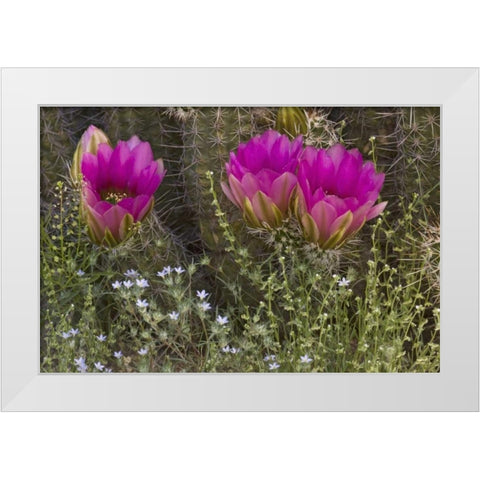 Arizona, Tucson Hedgehog cactus in bloom White Modern Wood Framed Art Print by Grall, Don